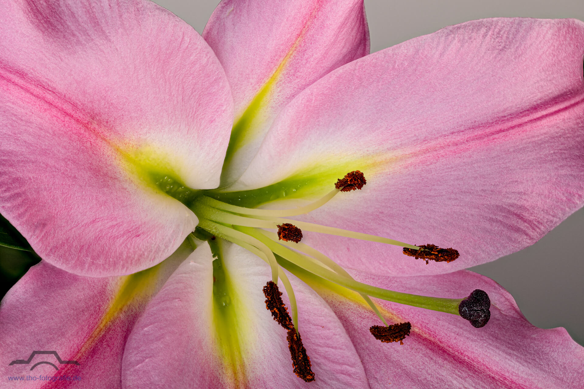 Lilien Macro-Aufnahme 1