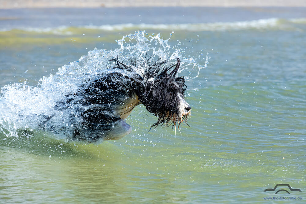 Hunde-Shooting Meer Wellenbrecher