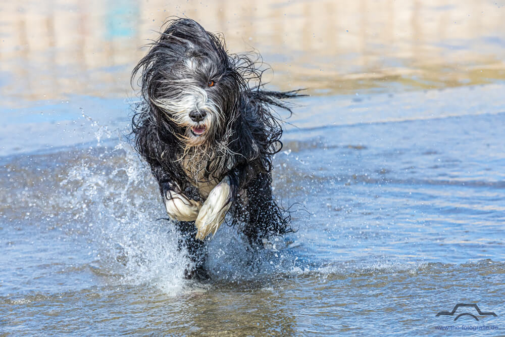 Hunde-Shooting Meer Sprint